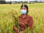 Tính hỗn tạp của lúa cỏ